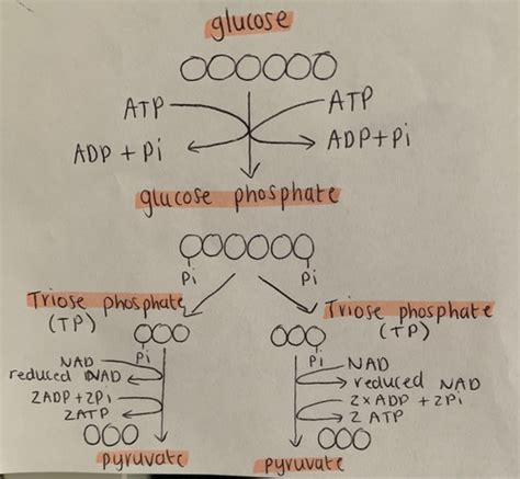 Respiration Flashcards Quizlet