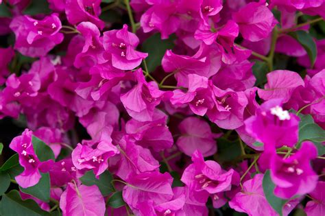 Is Bougainvillea Toxic To Dogs