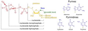 Compare the Phosphates Sugars and Bases of DNA and RNA | Similarities ...