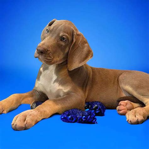 AKC Blue Eyed Male Lilac Tanpoint Great Dane Puppies For Sale In