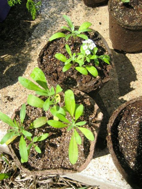 Sweet Alyssum Seedlings Flower Seedlings Plants Alyssum