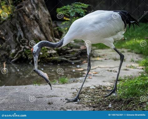 Red Crowned Crane Eating A Fish Stock Image Image Of Natural Head