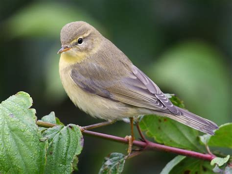 Willow Warbler Ebird