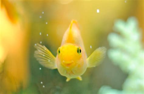 Funny Fish Names: 70 Punny & Clever Names for Fish | My Pet's Name