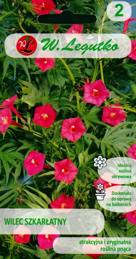 Red Morning Glory Seeds Buy