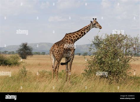 Giraffe in savannah, Africa Stock Photo - Alamy