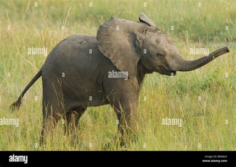 Baby Elephant Calf Standing In Grass With Trunk Up Masai Mara National