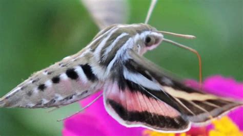 Hummingbird Hawk Moth Youtube