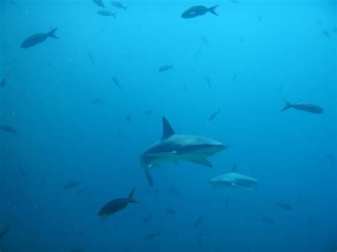 Galapagos shark - Galapagos Conservation Trust