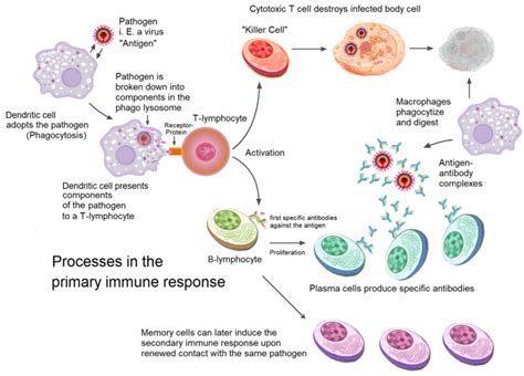 Annotated Diagram Of The Immune System Immune System Diagram