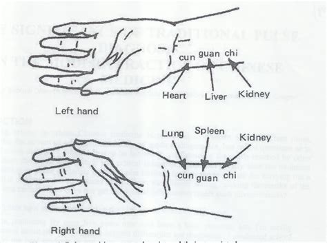 Review Of Traditional Chinese Medicine Pulse Diagnosis Quantification