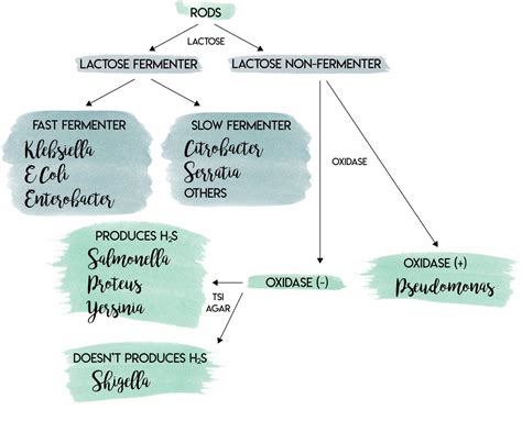 Gram Negative Lab Algorithm Algorithm Medicine Nursing School Survival