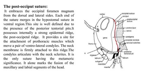 Insect head:- it’s origin, structure, function and modification in ...