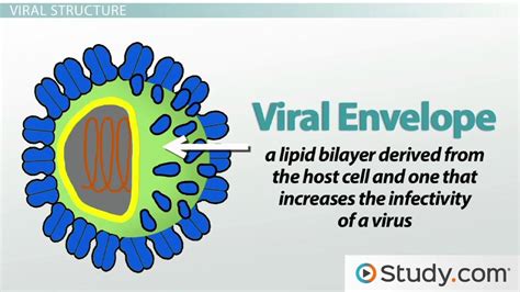What Are The Two Main Parts Of A Virus