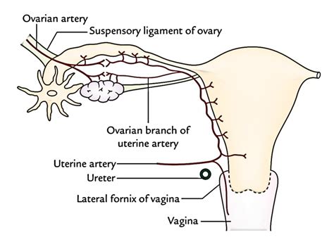 Uterus Earths Lab