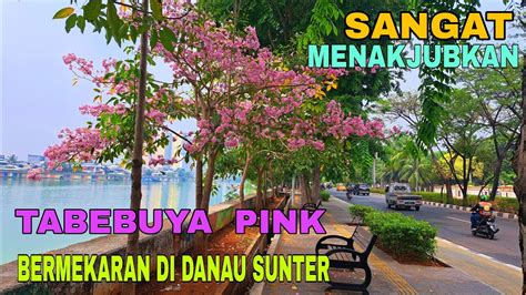 TABEBUYA PINK BERMEKARAN DIATAS TROTOAR DANAU SUNTER JAKARTA UTARA