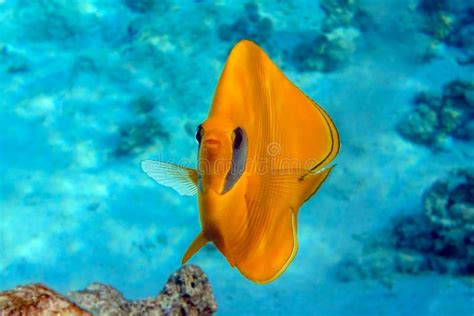 Coral Fish Masked Butterflyfish Chaetodon Semilarvatus Red Sea