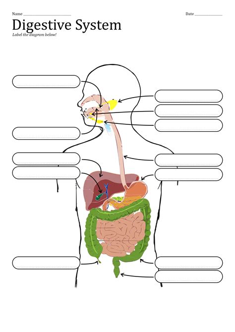 Draw Label And Annotate A Diagram Of The Digestive System Hu