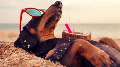 De Vacaciones Con Tu Perro Tips Para Disfrutarlas A Su Lado Salud