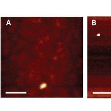 AFM schematic representation of the principle of AFM imaging. [(a)-(c ... 