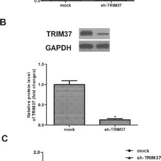 Knockdown Of Trim Inhibits Nsclc Cell Proliferation In Vitro A