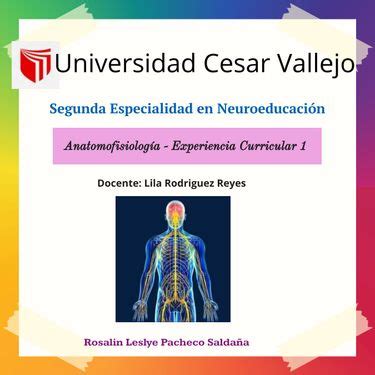 Book Creator Anatomofisiolog A Del Sistema Nervioso