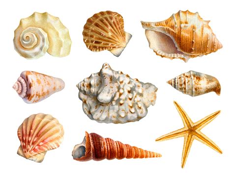 Watercolor Seashells On Behance