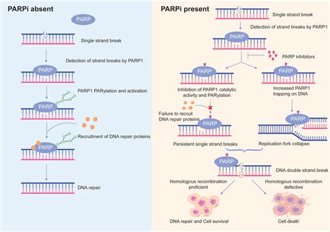 Frontiers Human Parp1 Substrates And Regulators Of Its Catalytic