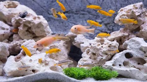 How to Clean Fish Poop from Aquarium: The Ultimate Guide for Beginners