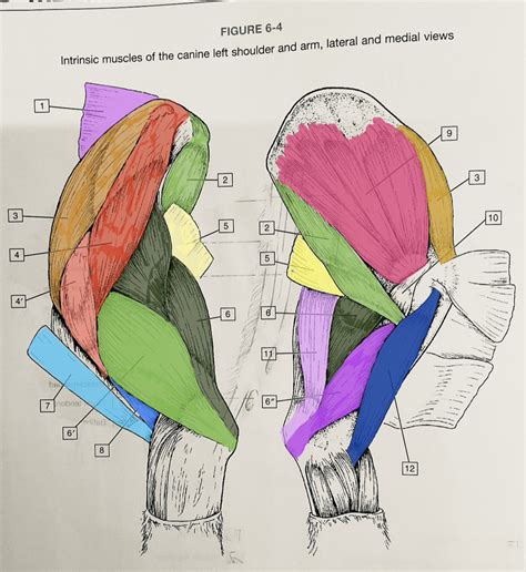 Intrinsic Muscles Of The Canine Left Shoulder And Arm Lateral And