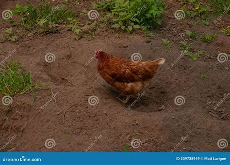 A Red Sex Link Chicken Standing And Dusting In The Dirt Stock Image