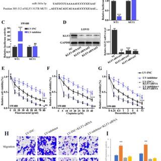 KLF3 Is A Target Gene Of MiR 365a 3p And Modulates Chemoresistance In