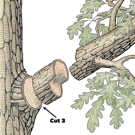 Tree Pruning Techniques (DIY) | Family Handyman