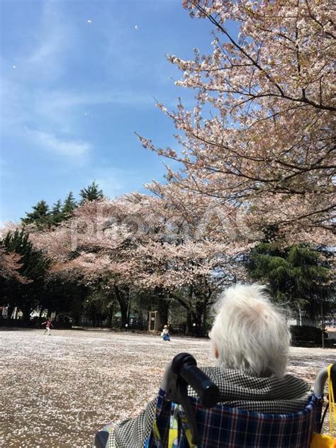 桜吹雪とおばあちゃん No 1842974｜写真素材なら「写真ac」無料（フリー）ダウンロードok