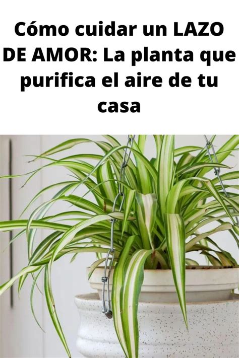 C Mo Cuidar Un Lazo De Amor La Planta Que Purifica El Aire De Tu Casa