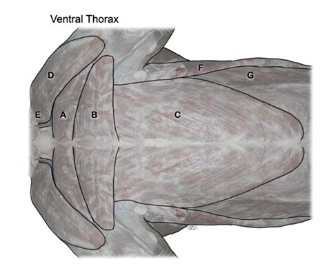 anatomy ventral side Diagram | Quizlet