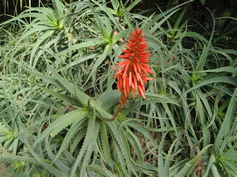 Aloe Candelabro Aloe Arborescens Plantas Riomoros