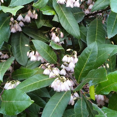 Elaeocarpus Reticulatus Blueberry Ash Uploaded By Nej