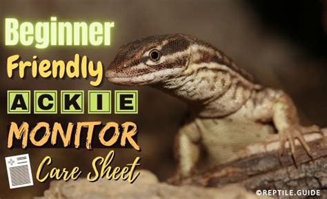 Ackie Monitor Care Sheet Habitat Diet And Care Advice For Owners