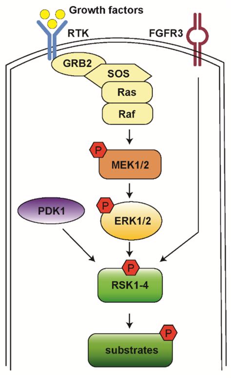 A Schematic Model For Rsk Activation When Rtk Is Stimulated By Growth