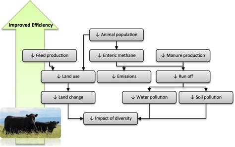 Strategies To Improve The Efficiency Of Beef Cattle Production