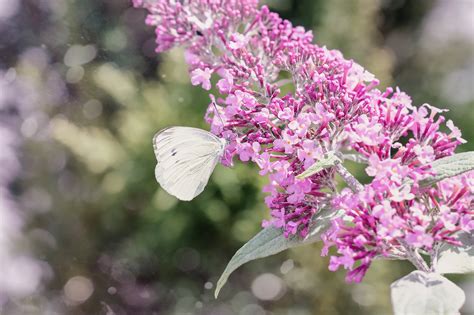 Borboleta Grande De Repolho Branco Foto Gratuita No Pixabay Pixabay