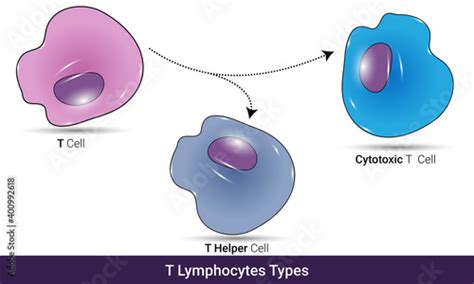 Differentiation Of T Cells Into Helper T Cell And Cytotoxic T Cell