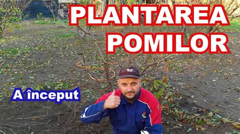 Plantare Pomi Toamna Metoda Sigura YouTube