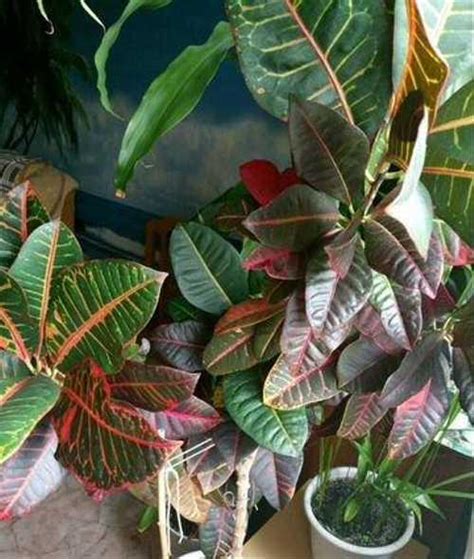 Растение кротон,кодеум | Festima.Ru - Мониторинг объявлений