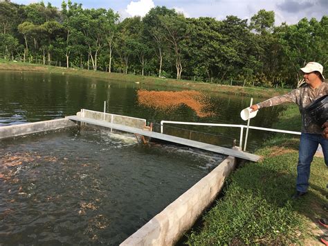 Tilapia Farming Guide