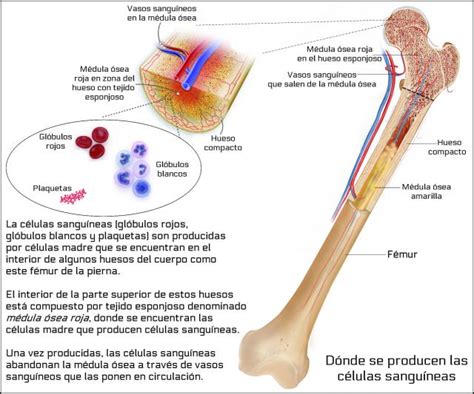 Médula ósea amarilla Qué es Función ubicación y más