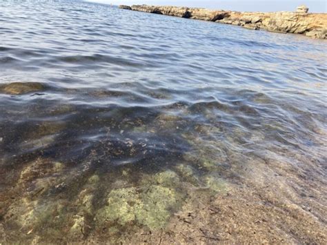 L Alga Tossica Arriva A Bari Presenza Abbondante A San Giorgio