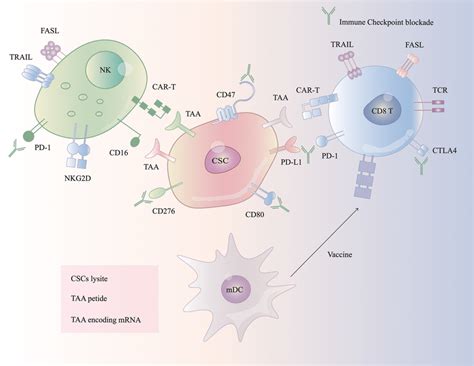 Immune Checkpoint Targeting CSCs Administrated NK Cells Or CAR NK