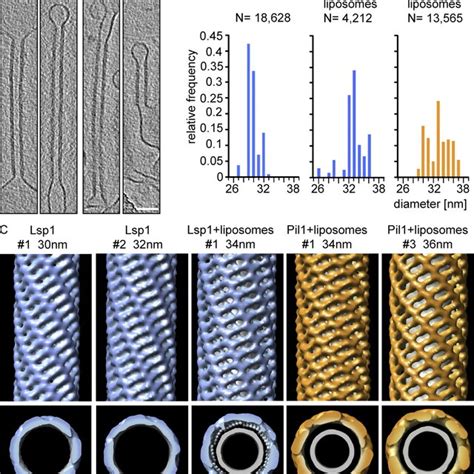 Structure Of Membrane Bound Pil1 And Lsp1 A Structure Of Lsp1 And